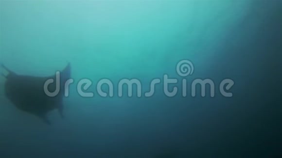 优雅的曼塔赖斯西洛瓦特和平大曼塔斯形成的配对蓝色阳光照耀的海洋视频的预览图