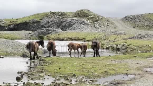 西班牙加利西亚的一个源头一匹棕色的野马在山顶上饮水视频的预览图