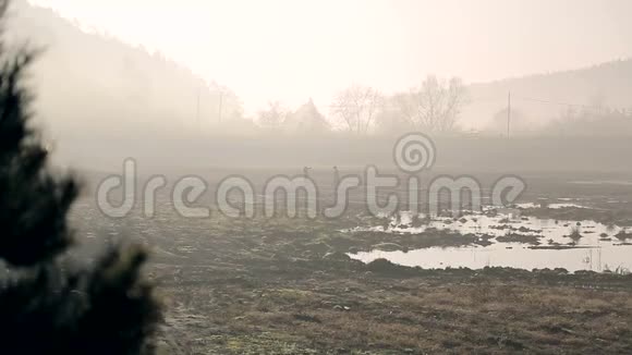 两名工人在晨雾中前往沼泽地带视频的预览图