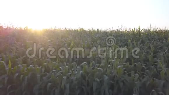 绿色的玉米收获田植在阳光下视频的预览图