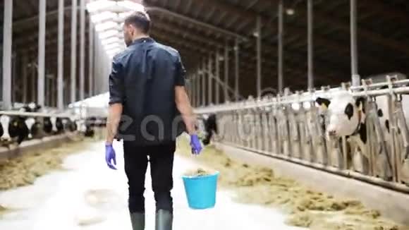 奶牛和人带着一桶干草在农场散步视频的预览图