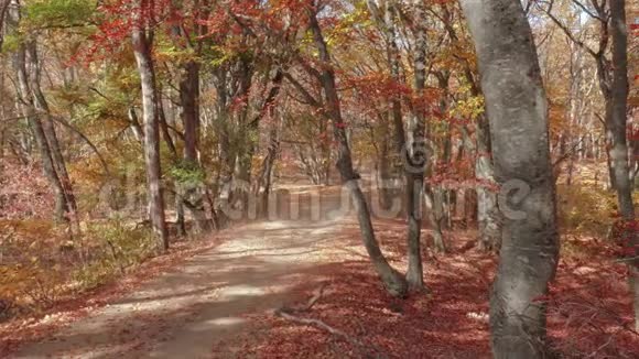 有老树的秋林阳光下的秋园走道视频的预览图