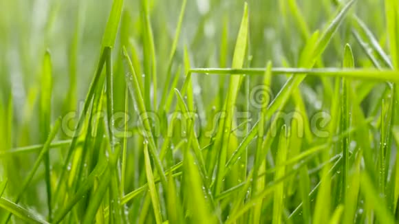 给草浇水水滴落在嫩绿的草地上视频的预览图
