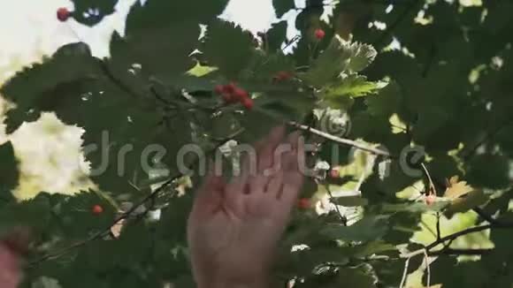 雌性成年手在公园里摘浆果视频的预览图