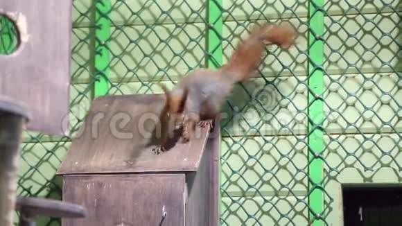 一只松鼠爬上笼子视频的预览图