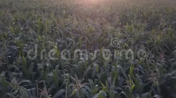 绿色的玉米收获田植在阳光下视频的预览图