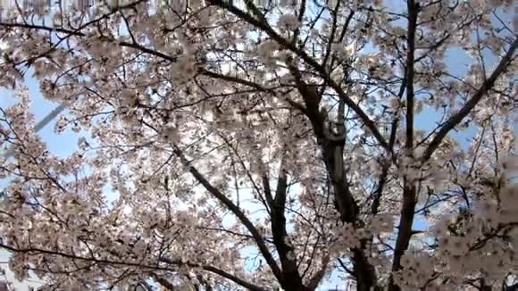樱花树枝覆盖着粉红色的花朵视频的预览图