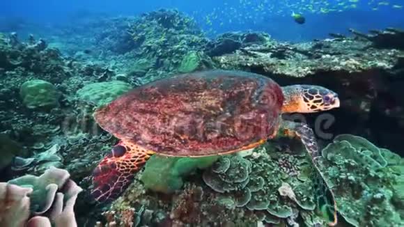 海龟在原始的珊瑚环境中视频的预览图