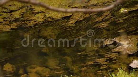 山河的表面藻类在河的方向上铺设河是平静的不受影响的自然视频的预览图