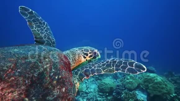 海龟在原始的珊瑚环境中视频的预览图