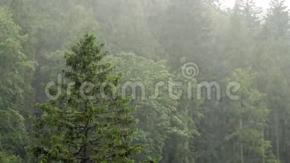 冬天雨落在森林树上雾在山上移动视频的预览图