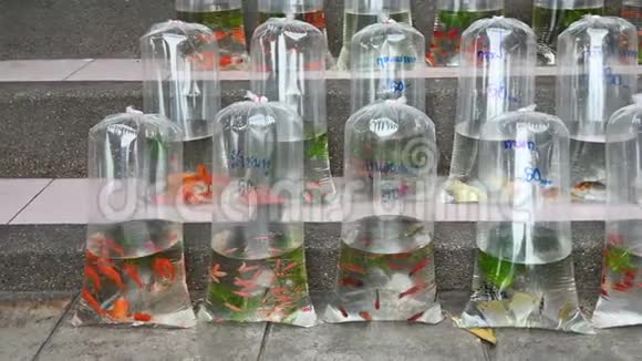 K4热带水族馆鱼可用塑料袋在街上出售视频的预览图