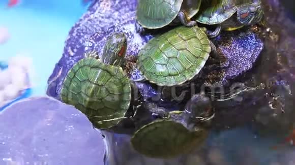 一群赤龟视频的预览图