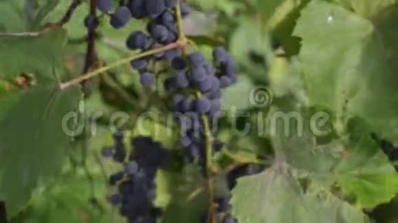 成熟的葡萄在秋天在风中摇摆视频的预览图