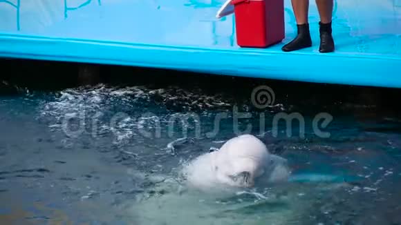 一只美丽的训练有素的白鲸从室外游泳池的水中浮出水面吹出一股水流形成一股浪花视频的预览图