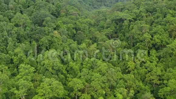 巴布亚新几内亚岛上雨林冠层空中活动视频的预览图