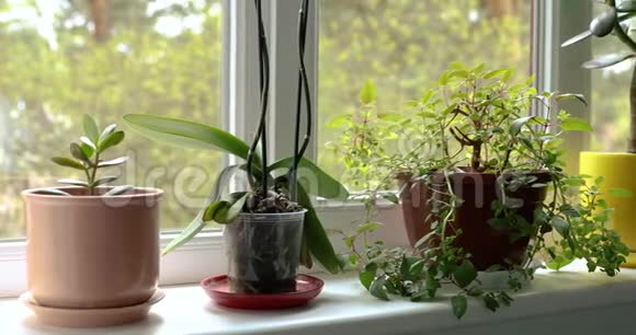 在阳光明媚的家庭窗台上盆栽室内植物视频的预览图