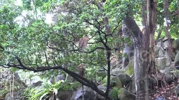 4K马来西亚成年夜鹭在台北公园的池塘附近休息视频的预览图