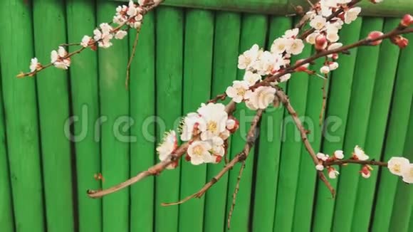 美丽盛开的苹果果树在绿色篱笆的背景下春天视频的预览图
