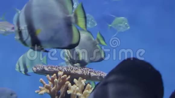 海洋生物的水下世界21视频的预览图