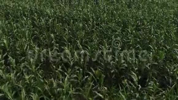 绿色玉米田的鸟瞰图摄像机正低飞在玉米地上视频的预览图