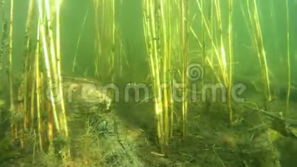 湖的水下生活视频的预览图