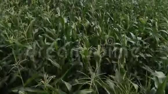绿色玉米田的鸟瞰图摄像机正低飞在玉米地上视频的预览图