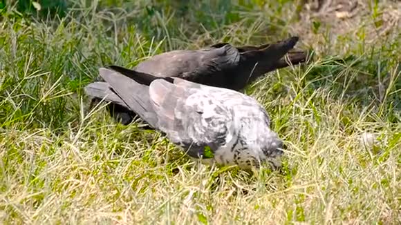 鸟类鸽子站在公园或森林的绿草上啄食鸟籽鸟生活的观察视频的预览图
