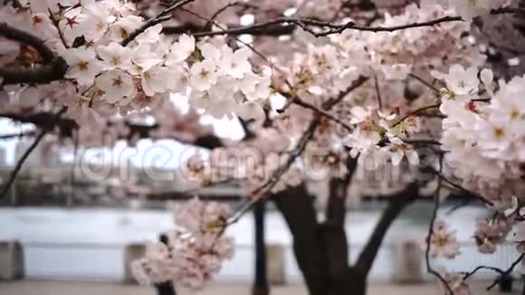 樱花在春天开花变成明亮的白色变成粉红色视频的预览图