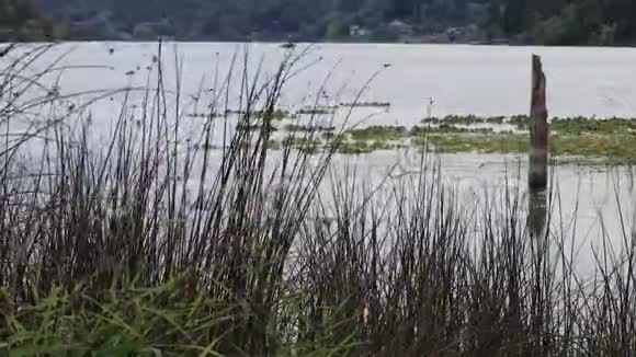 夏天在湖里风吹着绿的芦苇和草视频的预览图