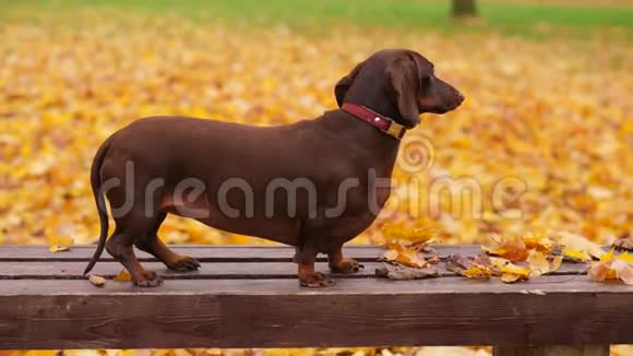 秋天公园黄枫叶中的达春犬视频的预览图