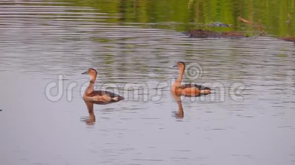 两只鸭子在池塘游泳的可循环电影摄影视频的预览图