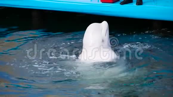 一只美丽的训练有素的白鲸从室外游泳池的水中浮出水面在溅水时吐口水视频的预览图