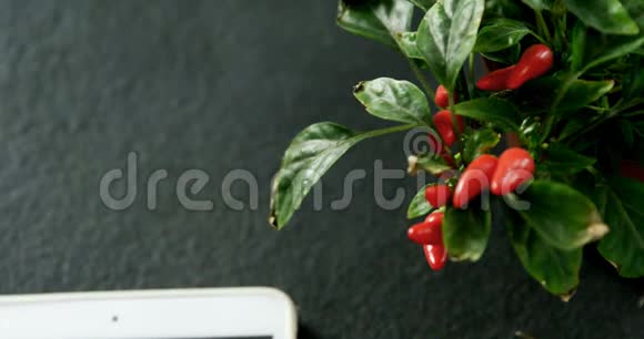 辣椒植物4k的特写视频的预览图