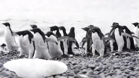 一群阿德利企鹅视频的预览图