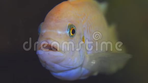 Cichlid家族非洲水族馆鱼的肖像名为PseudotropheusLombardoi视频的预览图