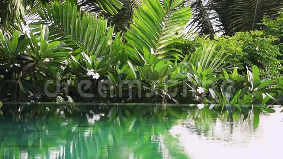 游泳池绿松石水面的可循环摄影周围是茂盛的绿色植物视频的预览图