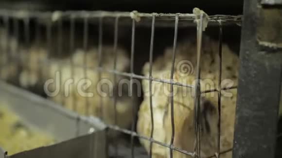 农场里笼子里的鹌鹑小鸡视频的预览图