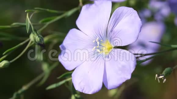 蓝花植物亚麻开花视频的预览图