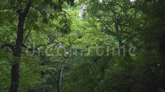 自然背景树枝上有绿叶树干背景上树枝上的叶子视频的预览图