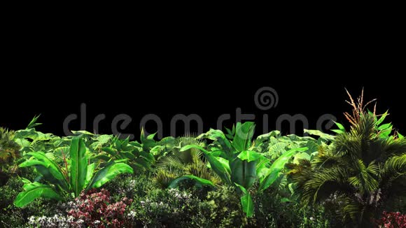 热带植物在风中有阿尔法频道编解码器PNG阿尔法美丽的夏天循环的背景视频的预览图