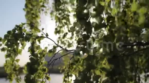 阳光透过树叶过滤视频的预览图