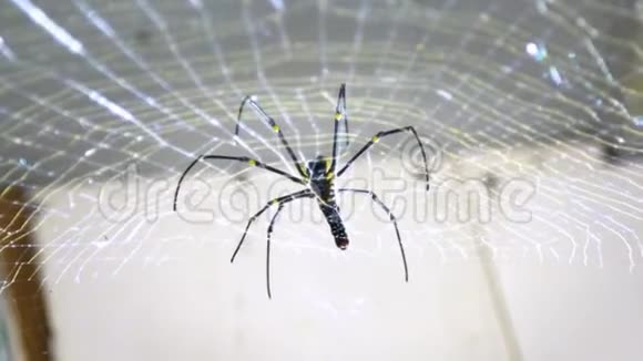 日本冲绳山上一只雌性巨型森林蜘蛛的慢动作视频的预览图