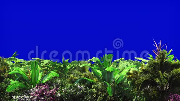 蓝色屏幕上的热带植物美丽的夏天循环的背景视频的预览图