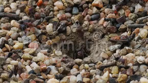 工人蚂蚁把石头从巢里搬出来视频的预览图