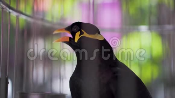 在笼子里会说话的鸟视频的预览图