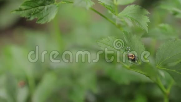 叶子上的小甲虫视频的预览图