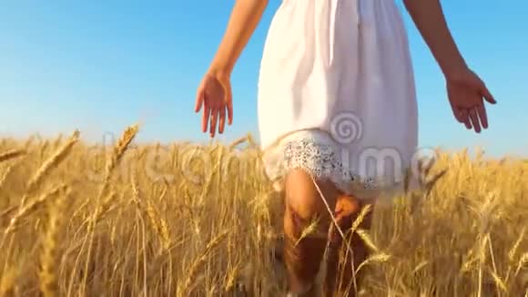 女孩的手触摸成熟的麦穗穿着白色衣服的女孩走向金色麦穗的田野慢动作合上视频的预览图