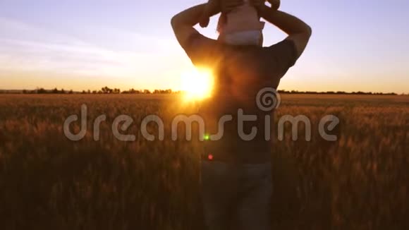 爸爸带着小宝宝在金色夕阳的背景下带着小麦在田野里跳舞和欢笑视频的预览图
