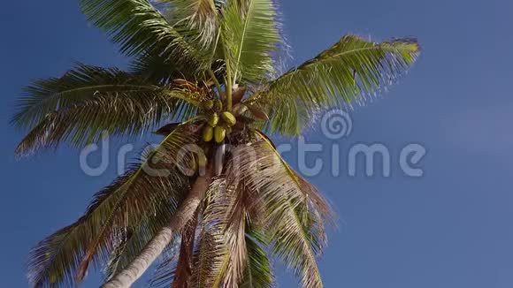 塞舌尔的椰子棕榈视频的预览图